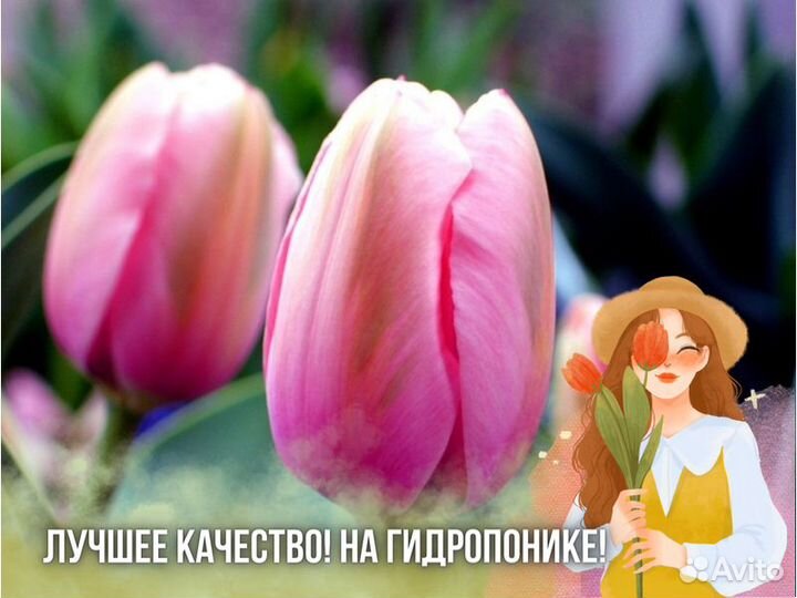 Тюльпаны оптом от производителя