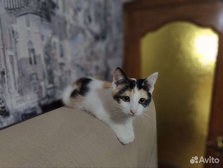 Котенок в добрые руки