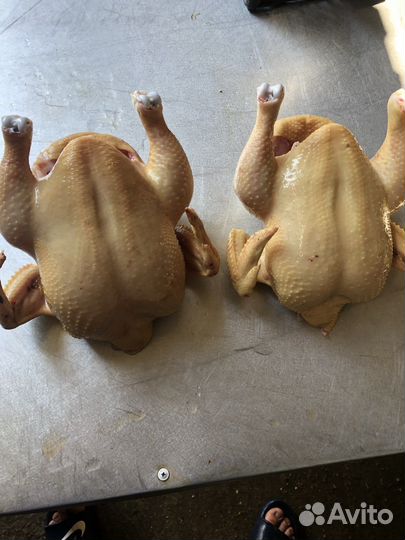 Домашние куры бройлеры