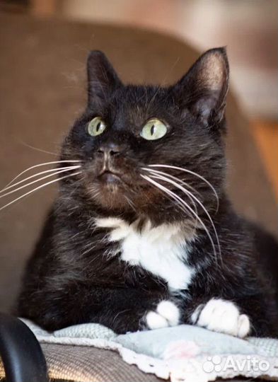 Пожилой котик Сем Семыч ищет дом