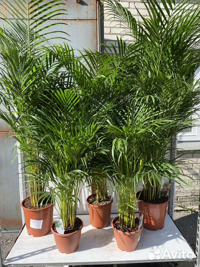 Дипсис (Пальма Арека)