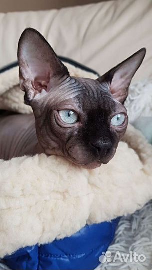 Вязка сфинкс