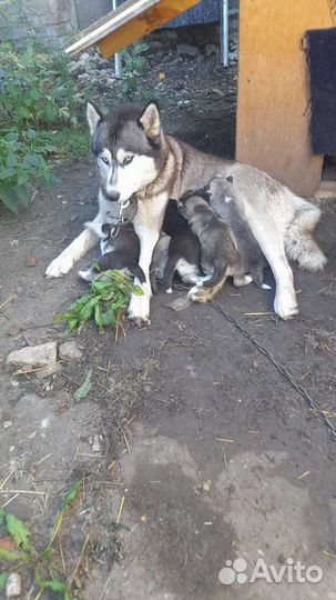 Щенки хаски