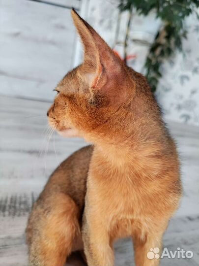 Абиссинская