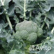 Цветная капуста и брокколи