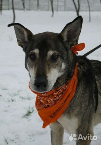 Пожилой Гек всю жизнь ждёт хозяина