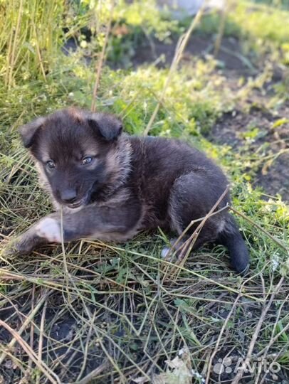 Щенки