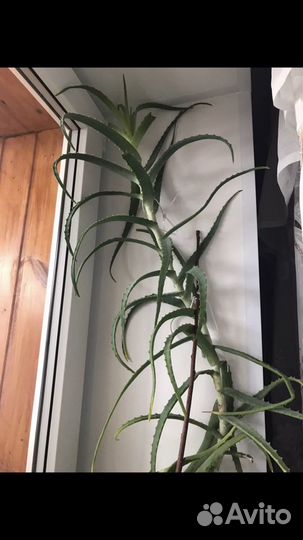 Алоэ лекарственный