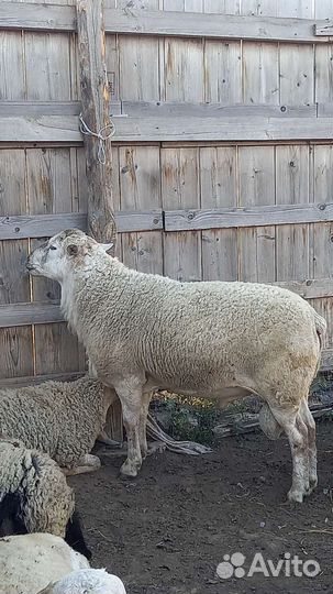 Баран на племя