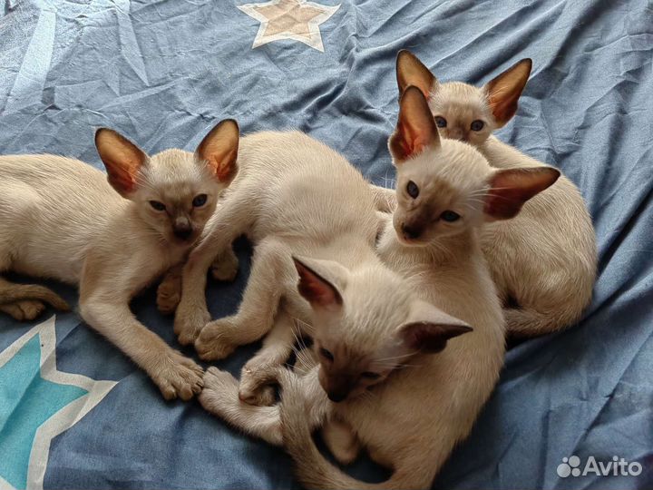 Ориентальные котята