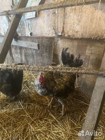 Петухи от курицы доминанта