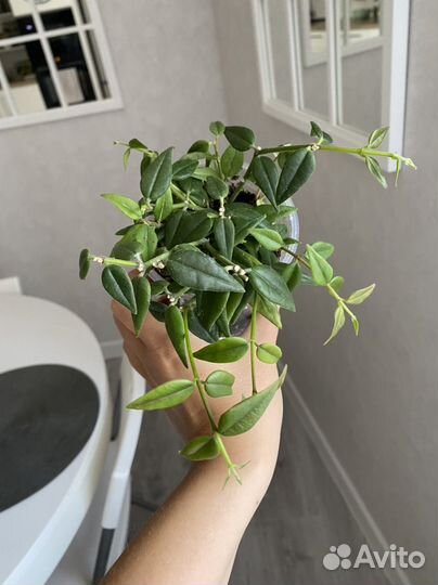 Хойи сортовые