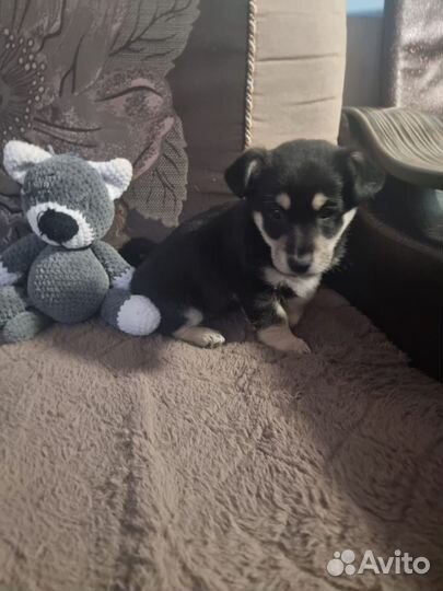 Щенок, девочка, 4 месяца