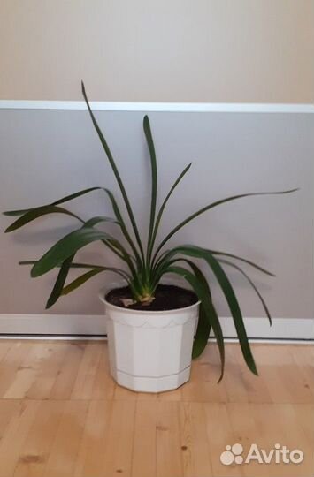 Цветок комнатный