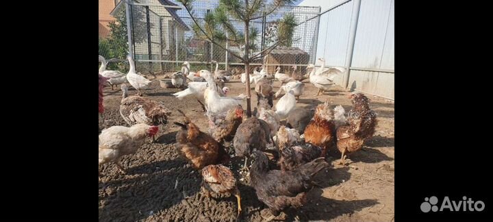 Куры и петухи разных пород
