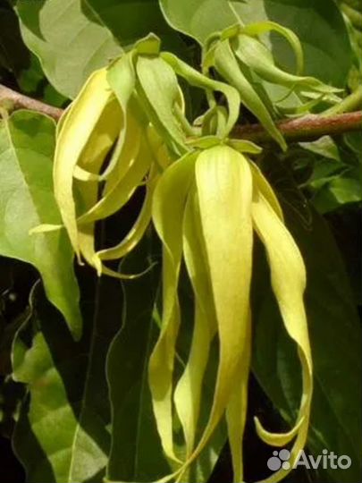 Стрелиция семена (не растения)