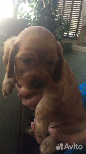 Кокер спаниель