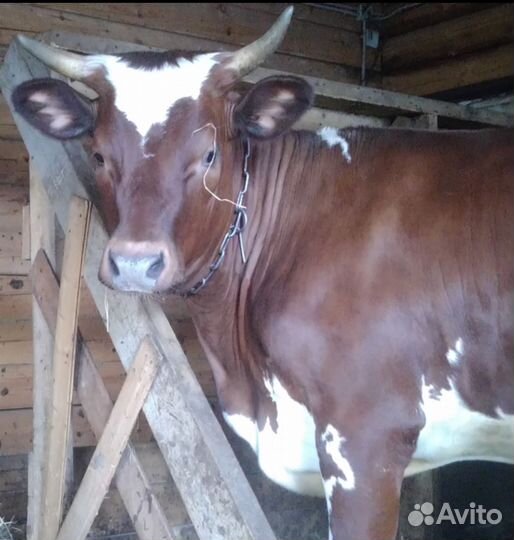 Тёлка айширская