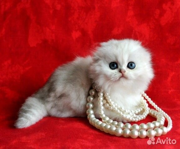 Шотландские вислоухие котята золото и серебро