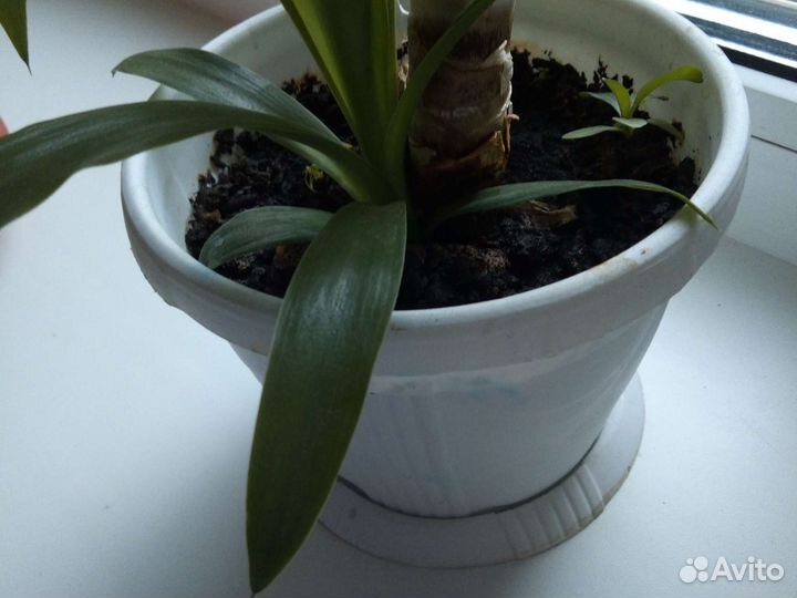 Пальма юкка две штуки