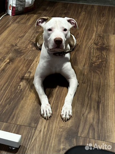 Питбультерьер в добрые руки