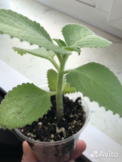 Домашние растения цветы