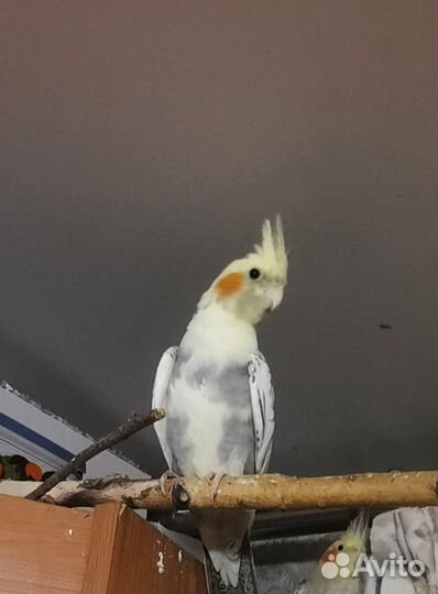 Попугай корелла