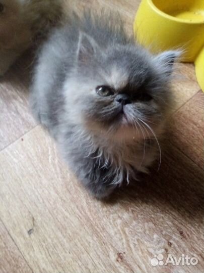 Персидские котята