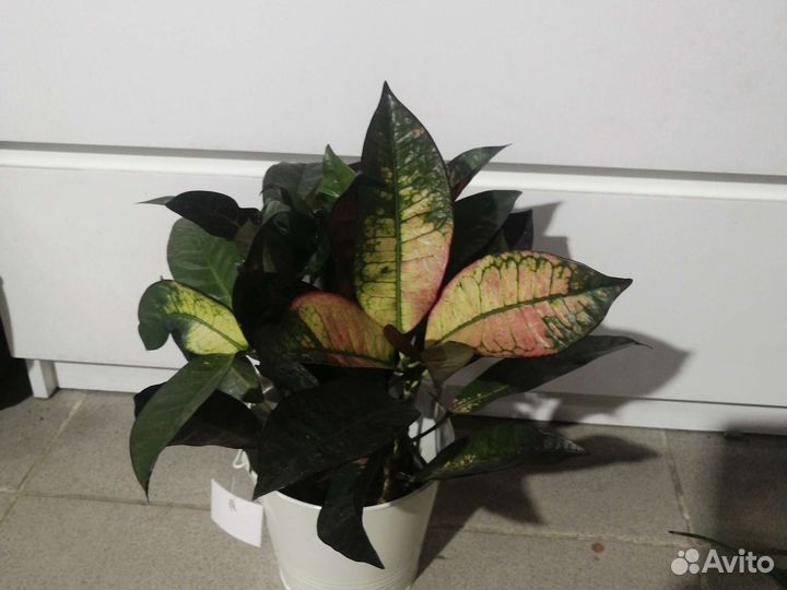 Антуриум, кротон