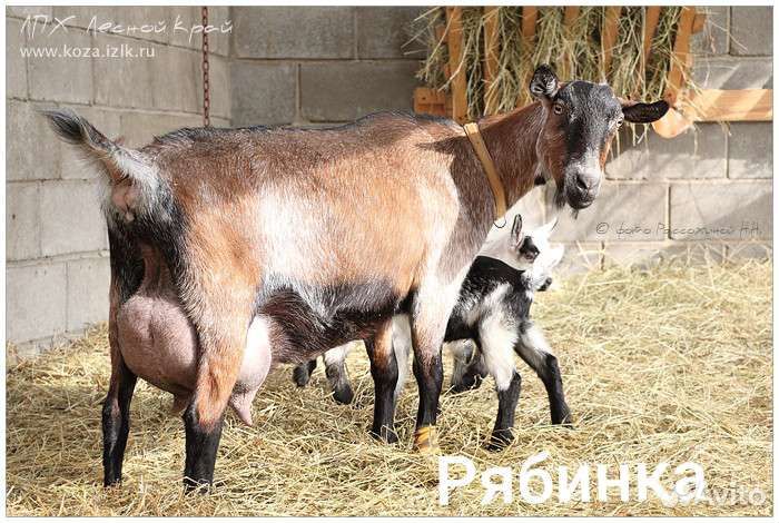 Молоко козье