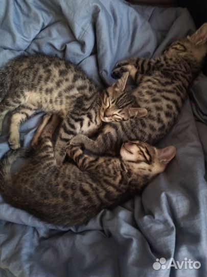 Бенгальские котята