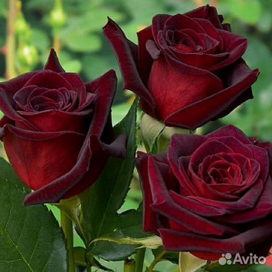 Розы английские, чайно-гибридные, плетистые