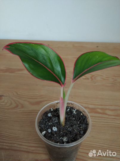 Цветы.Монстера, аглаонема,фикус, педилантус