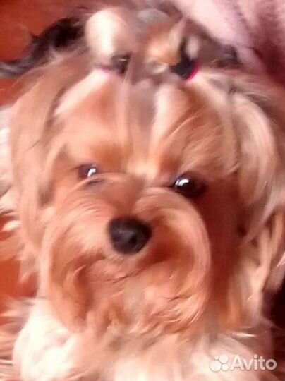 Йоркширский терьер вязка