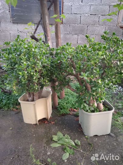 Денежное дерево толстянка