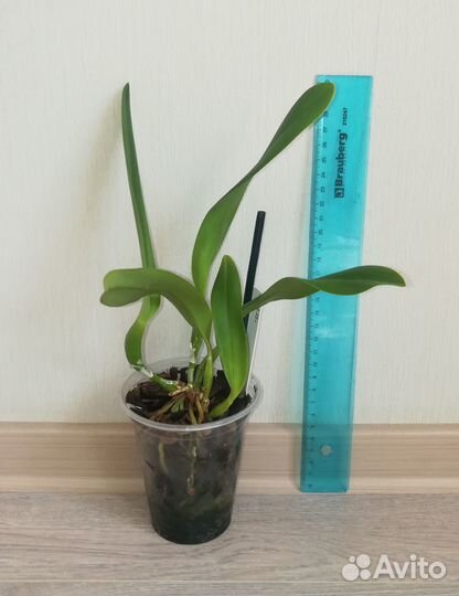 Орхидея каттлея Lc. Canhamiana var. coerulea