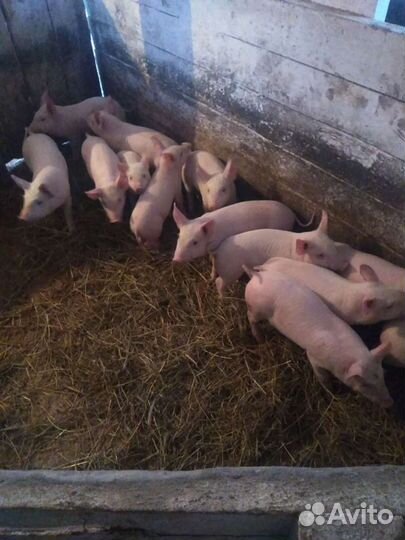 Поросята