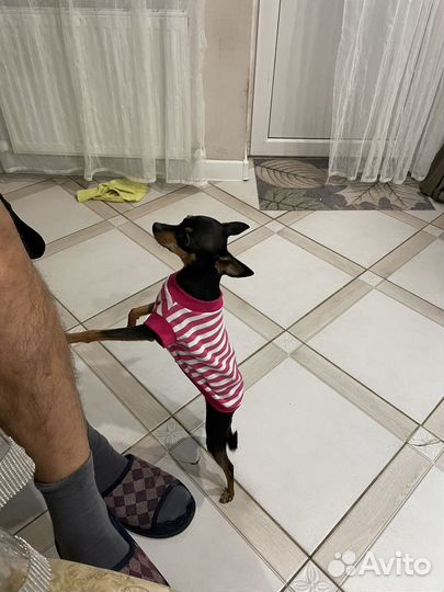 Той-терьер щенки