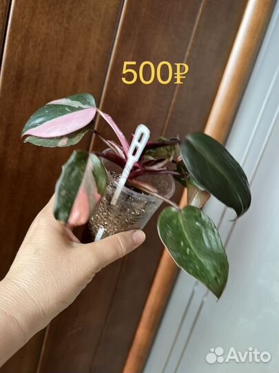 Филодендроны