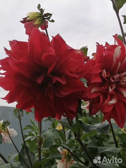 Георгины клубни