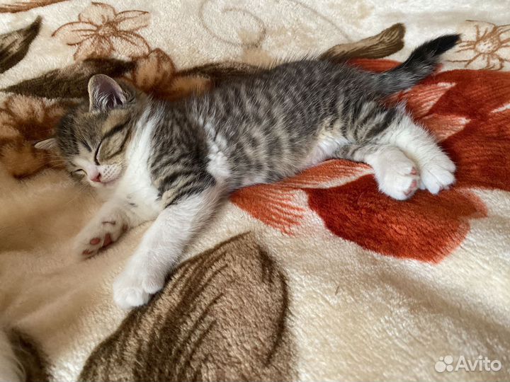 Шотландская