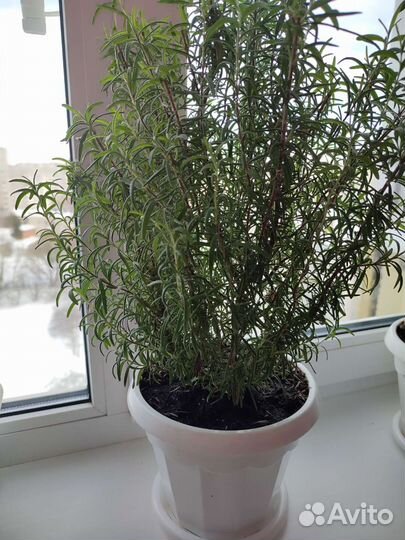 Розмарин в горшке, рассада