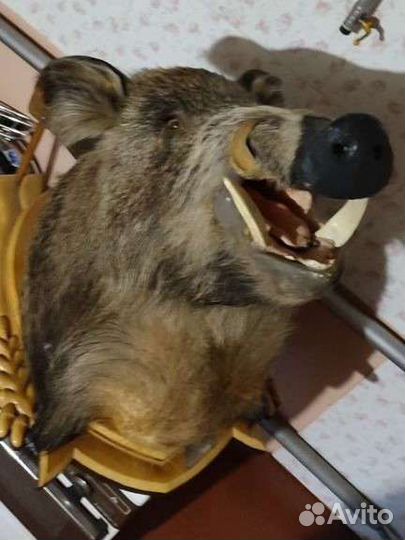 Чучело головы кабана