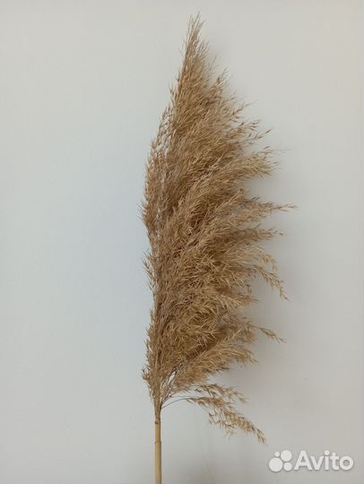 Сухоцветы камыш, пампасная трава кортадерия