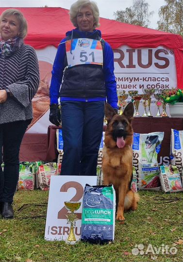 Щенки немецкой овчарки стандарт и дш с док РКФ