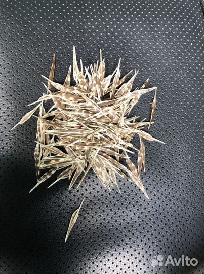 Живописное перо вальдшнепа