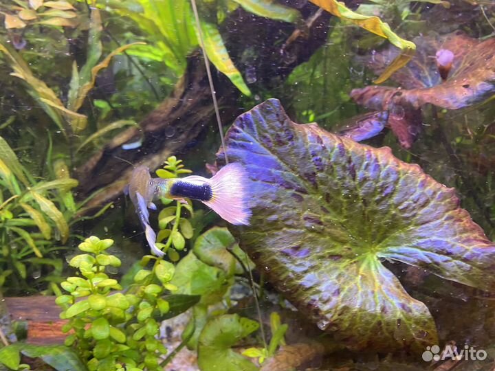 Аквариум 90л и Juwel 60л Корм Тетра