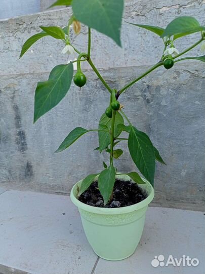 Перец комнатный. Острый в горшке