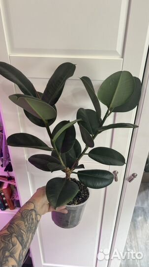 Фикус эластика робуста