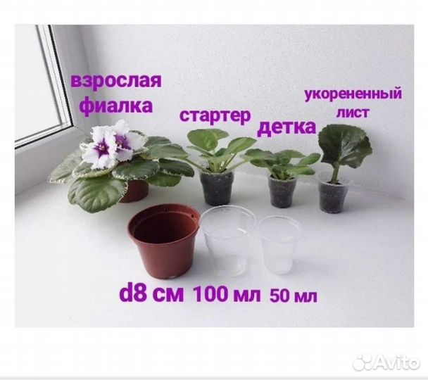 Сортовые фиалки (стартёры)